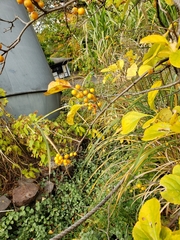 Celastrus orbiculatus