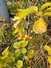 Celastrus orbiculatus