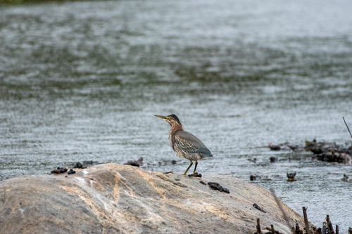 Green Heron photographed in Rhode Island