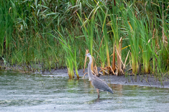 Ardea herodias herodias
