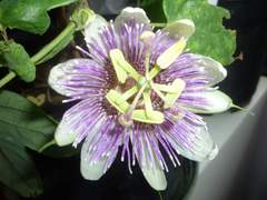 Passiflora sprucei