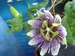 Passiflora sprucei