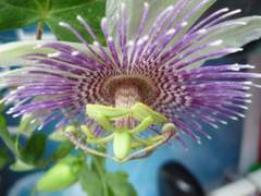 Passiflora sprucei