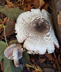 Agaricus moelleri