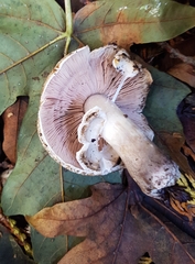 Agaricus moelleri
