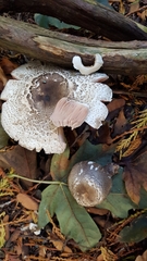 Agaricus moelleri