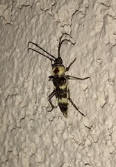 Megacyllene antennata