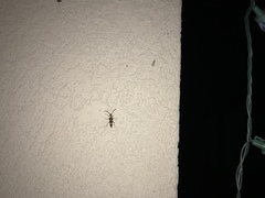 Megacyllene antennata