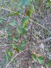 Vitis cinerea helleri