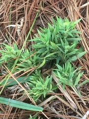Dichanthelium strigosum