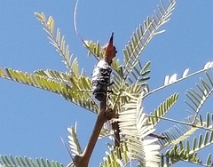 Lampetis dilaticollis