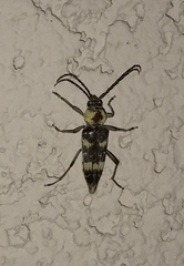 Megacyllene antennata