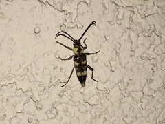 Megacyllene antennata