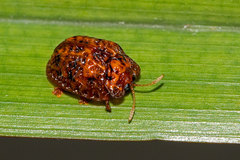 Hemisphaerota palmarum