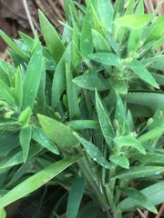 Dichanthelium strigosum