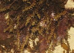 Sargassum agardhianum