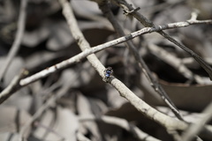 Maratus karrie