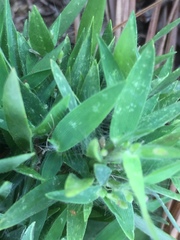 Dichanthelium strigosum