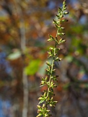Solidago squarrosa