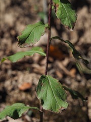 Solidago squarrosa