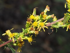 Solidago squarrosa