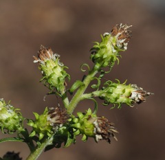 Solidago squarrosa