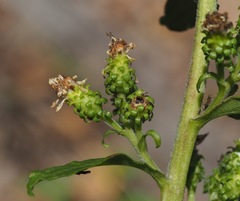 Solidago squarrosa