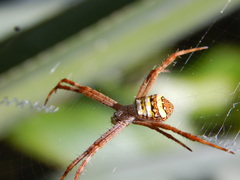 Argiope keyserlingi