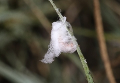 Distichlicoccus salinus