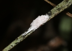 Distichlicoccus salinus