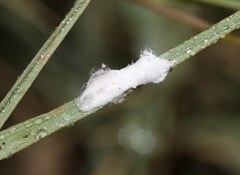 Distichlicoccus salinus