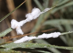 Distichlicoccus salinus