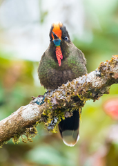 Chalcostigma herrani