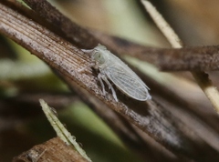 Prokelisia
