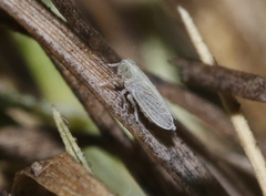Prokelisia