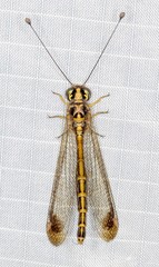 Suhpalacsa dietrichiae