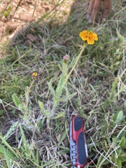 Tridax trilobata