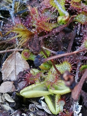 Drosera uniflora