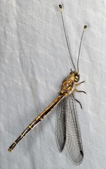 Suhpalacsa subtrahens