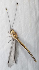 Suhpalacsa subtrahens