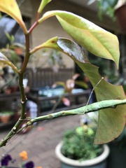 Candovia strumosa