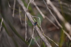 Maratus karrie
