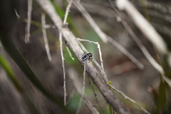 Maratus karrie