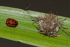 Hemisphaerota palmarum