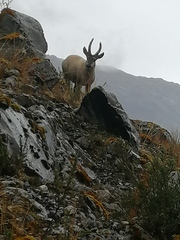 Hippocamelus bisulcus