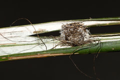 Hemisphaerota palmarum