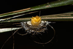 Hemisphaerota palmarum