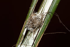 Hemisphaerota palmarum