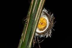 Hemisphaerota palmarum