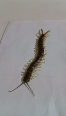 Rhysida longipes